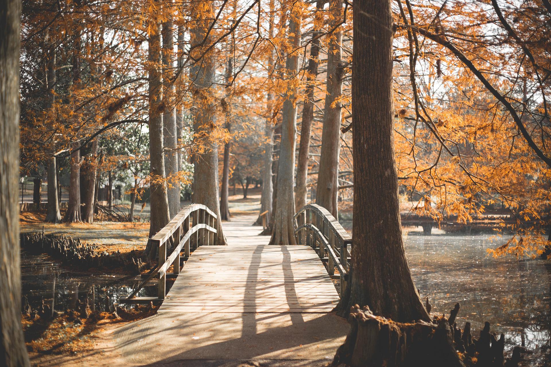 A park in an autumn setting. 