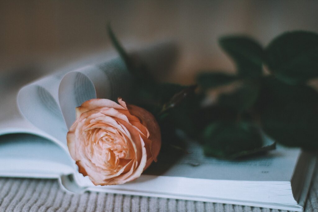 An open book with a pink rose on top. 